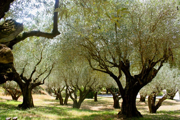 La Forestière La Garde Freinet - 11